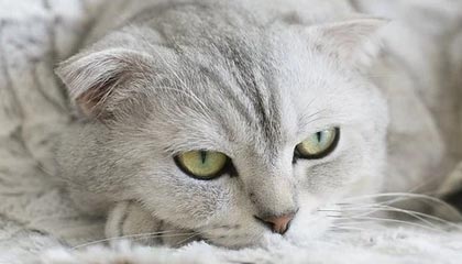 美议员：美国防部，与其改名“战争部”，不如叫“战争罪部”，美军现在干的都是摧毁民用基础设施、伤害平民的事情