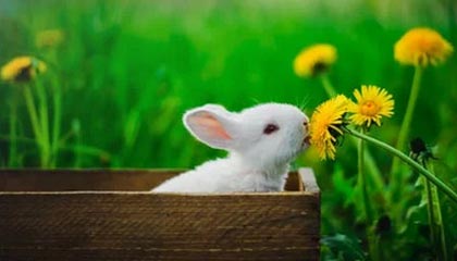 深圳一男子因病离世，生前立遗嘱打印签字录视频，留给母亲100万没分遗产给弟弟，母亲和弟弟不服遗产分配后起诉，法院：驳回全部诉讼请求