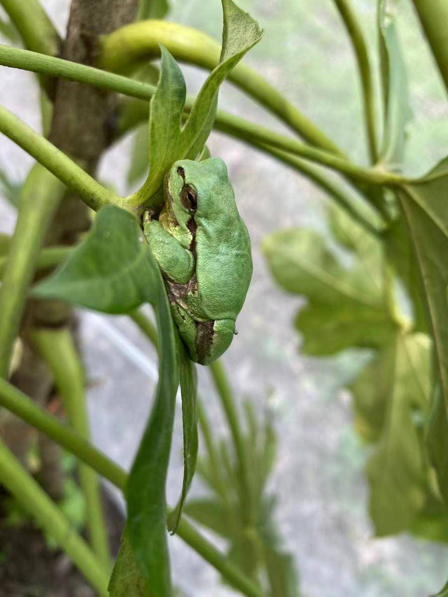 曾经遍地的“田鸡”十几年看不到一只,国家二级保护动物正拼命回归