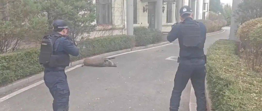 已确认,当场击毙!“攻击力极强!”