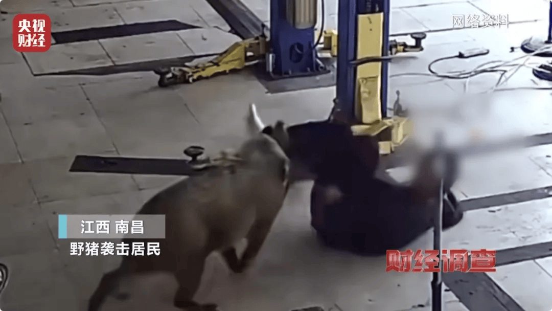 已确认,当场击毙!“攻击力极强!”