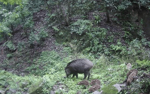 已确认,当场击毙!“攻击力极强!”