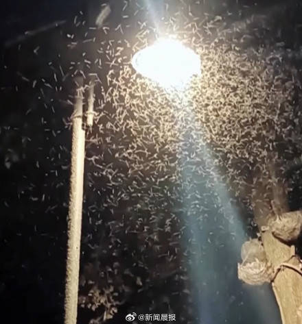 密密麻麻！多得像“马赛克 武汉一湖边漫天飞虫