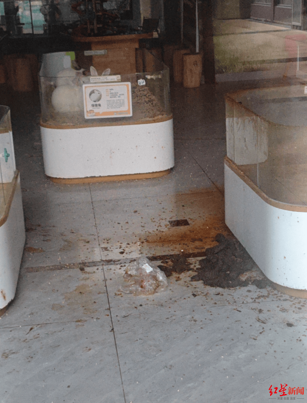 网友谴责河南新县一萌宠园过年期间无人看管,有宠物死亡 居委会:每天都有人投喂,现已清洁打扫