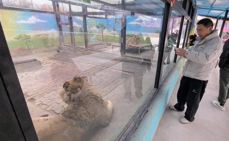 西安一动物园268元可撸狮子?记者探访发现已被西安野生动物保护站叫停