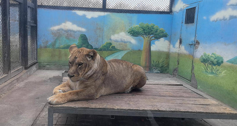 西安一动物园268元可撸狮子?记者探访发现已被西安野生动物保护站叫停