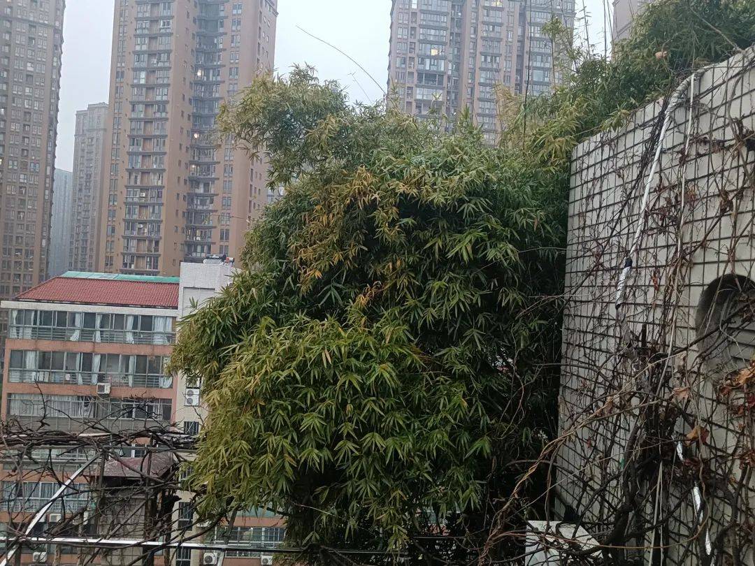 长沙一小区楼顶被种出茂密“丛林”,居民担心安全!城管:屋顶有产权,会上门查看