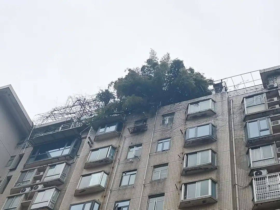 长沙一小区楼顶被种出茂密“丛林”,居民担心安全!城管:屋顶有产权,会上门查看