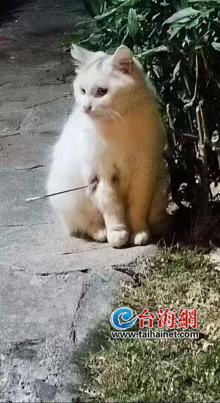 多只流浪猫被铁箭射伤，谁干的？