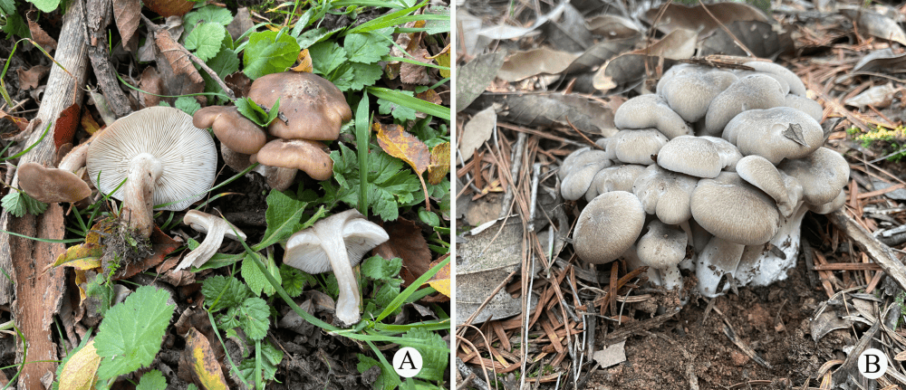 又发现两个新物种！重点：能吃