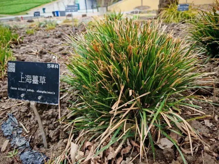 150年后重遇,消失已久的“上海原住民”被发现!