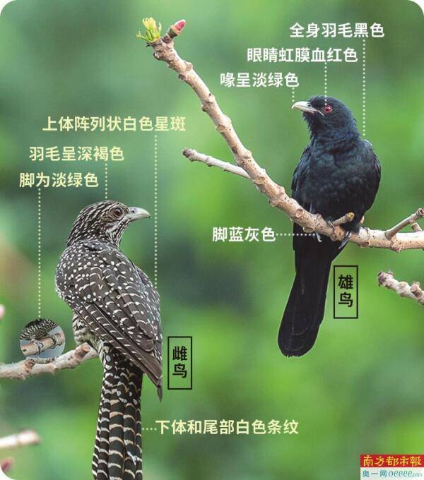 市民投诉鸟叫扰民，职能部门：不属于噪音