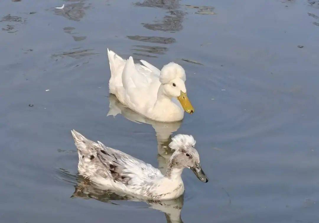 鸭子烫了爆炸头？南京玄武湖“烫头鸭”火了