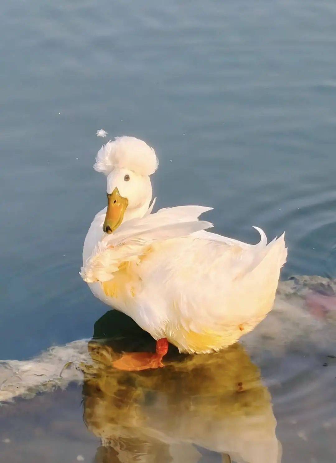 鸭子烫了爆炸头？南京玄武湖“烫头鸭”火了