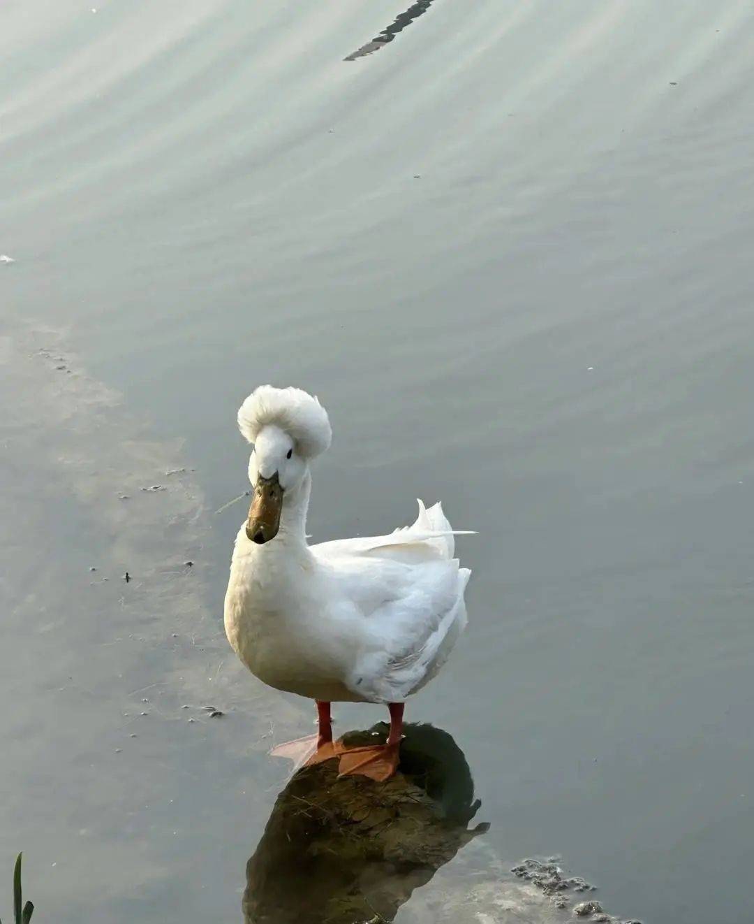 鸭子烫了爆炸头？南京玄武湖“烫头鸭”火了