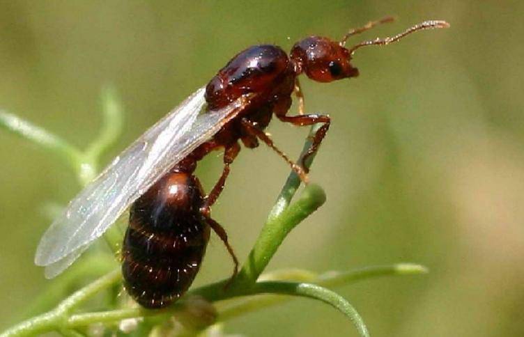 辅警跳河救起轻生女,上岸时被红火蚁咬伤:系最危险入侵物种之一,过敏者或致休克