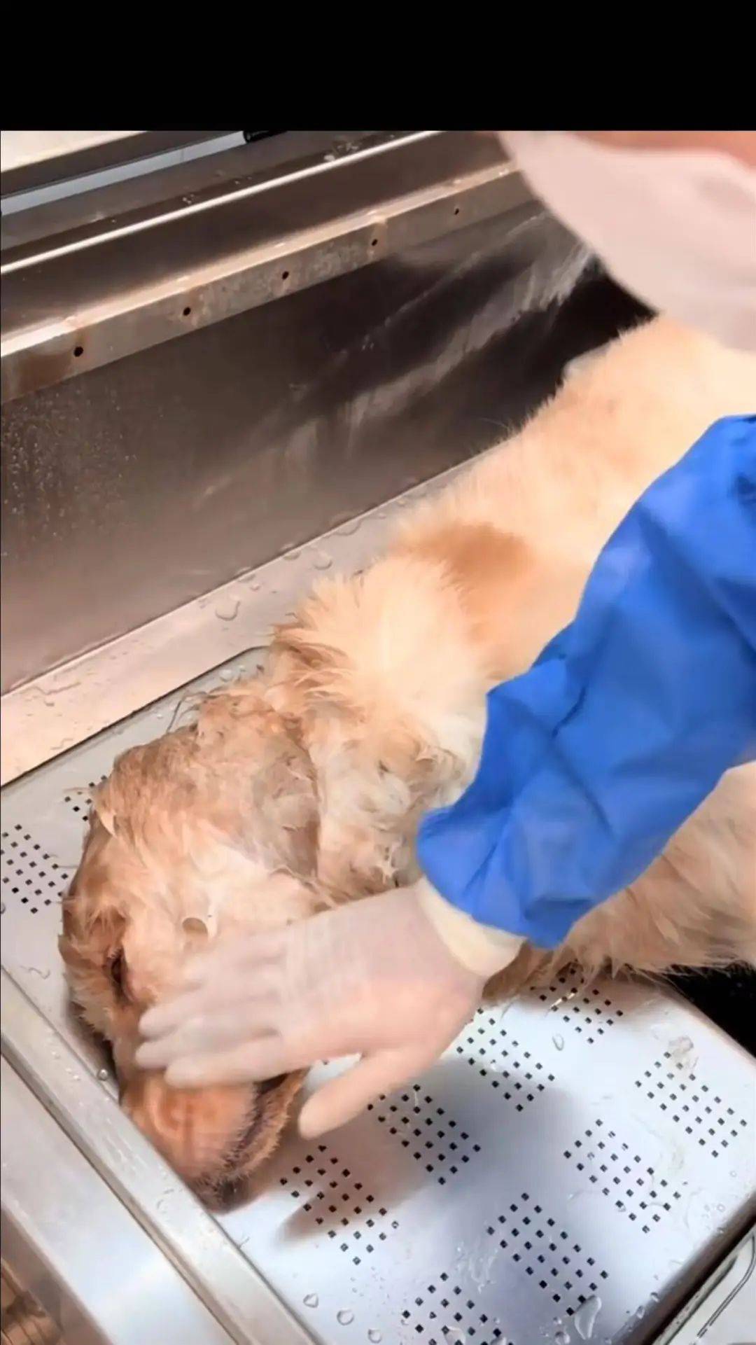 金毛犬“李墩墩”在餐馆遭到殴打后死亡？当地警方已介入