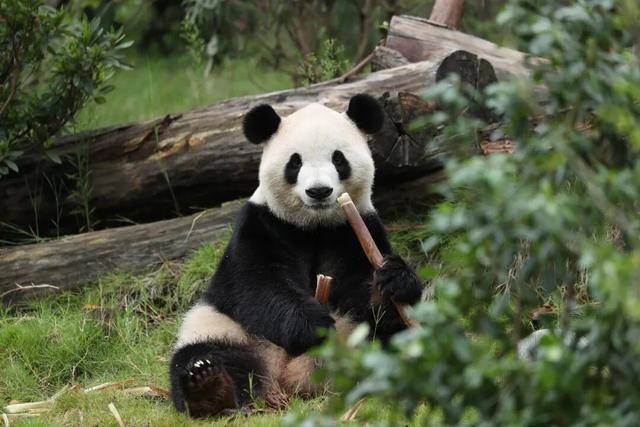 大熊猫“平平”和“福双”将赴美